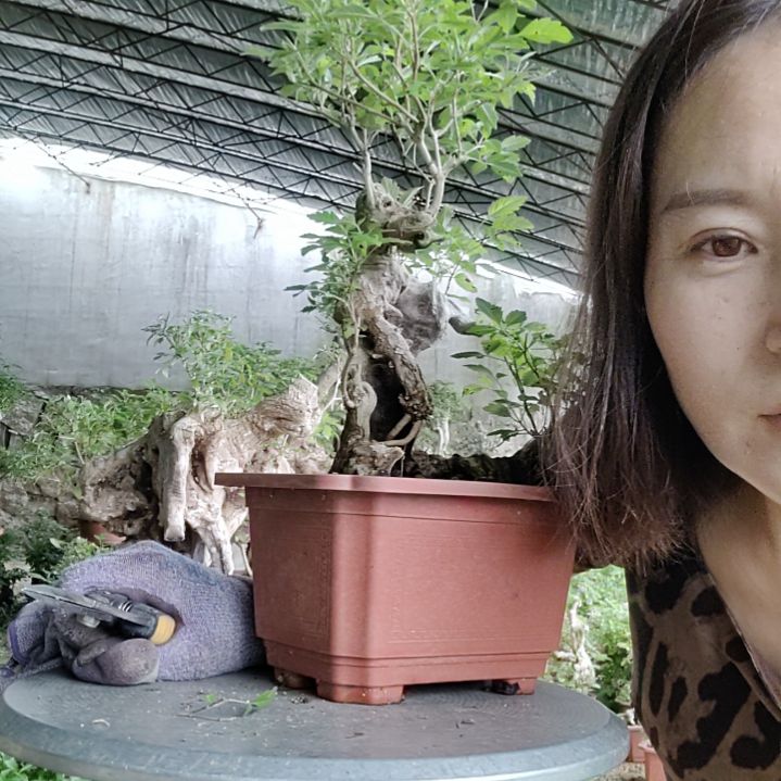 *****无花朵黄荆盆景黄荆盆景