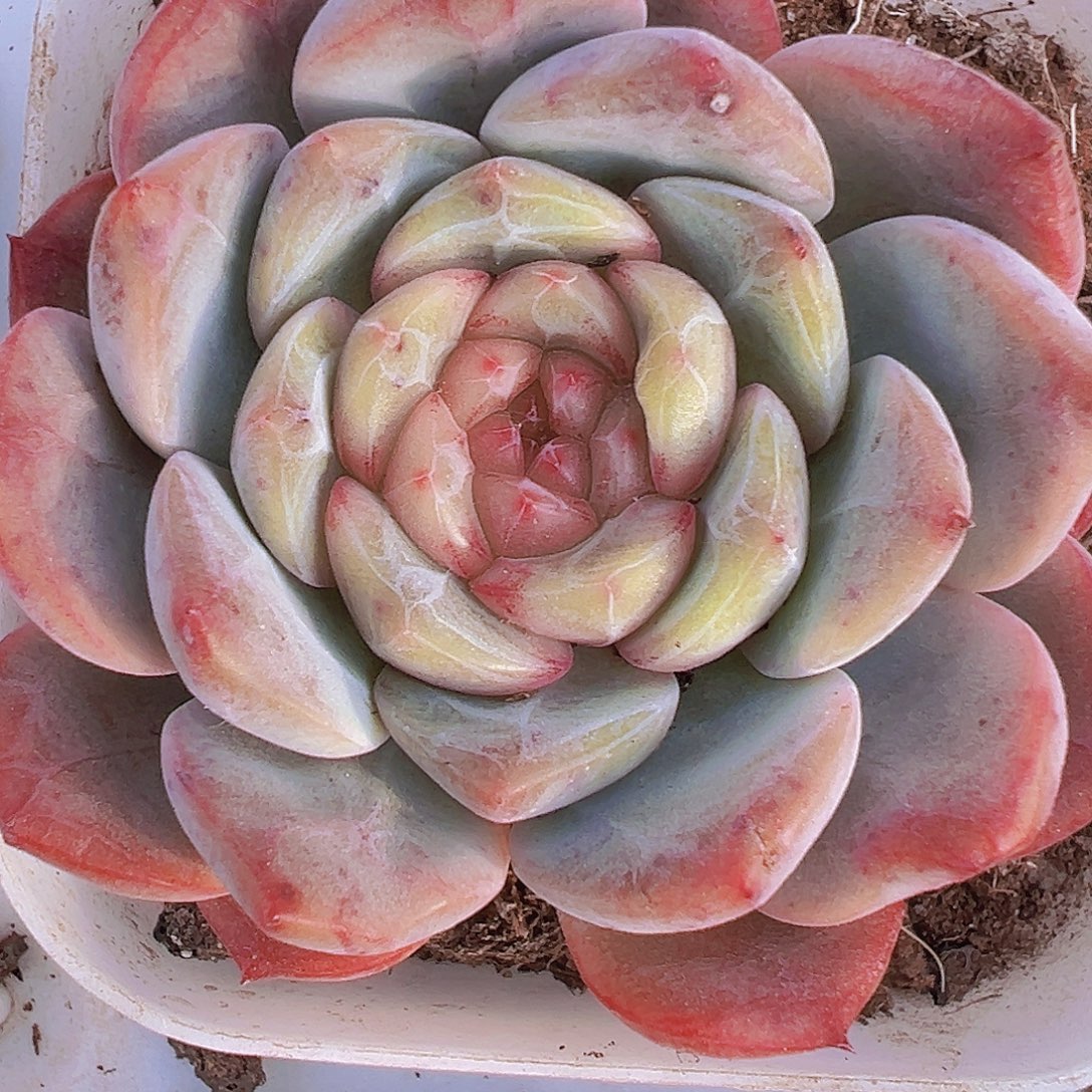 特特珍妮19包邮多肉植物