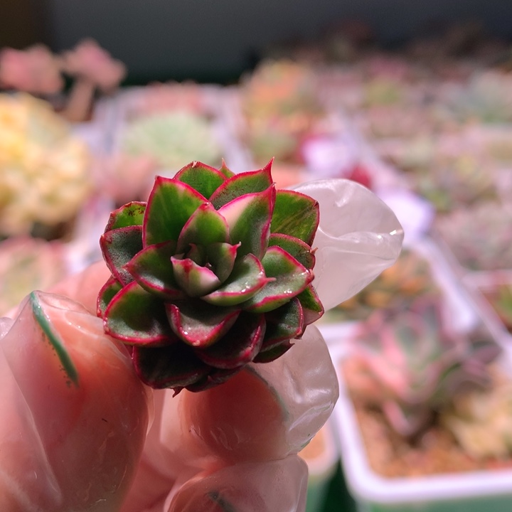 阿丽塔玫瑰，锦哥多肉
