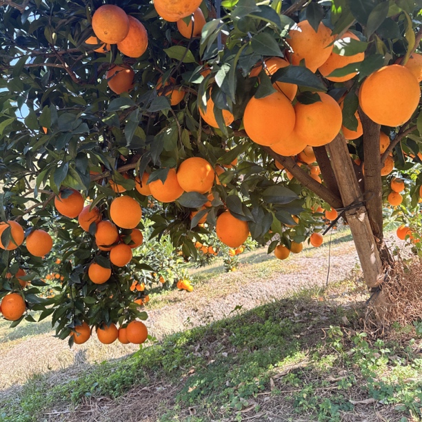 新鲜江山橙子微酸多汁水果橙子