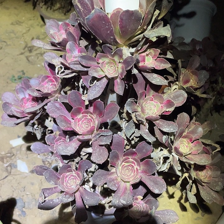 多肉植物法师827丽娜