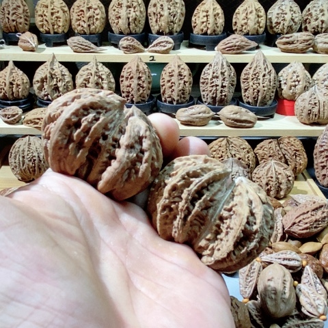 文玩核桃把件双棒连体 差尺