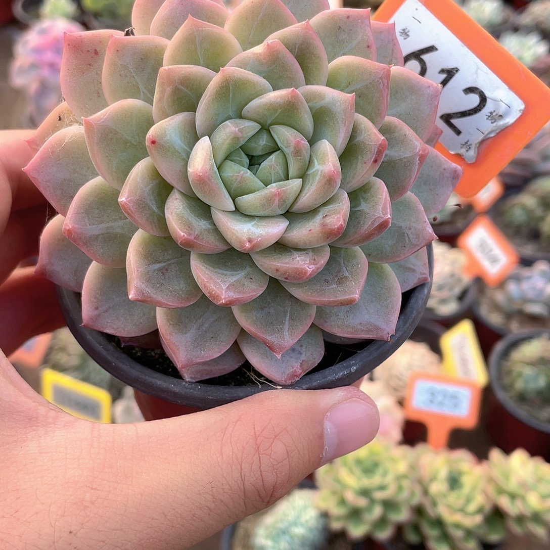 镜中月612号多肉植物