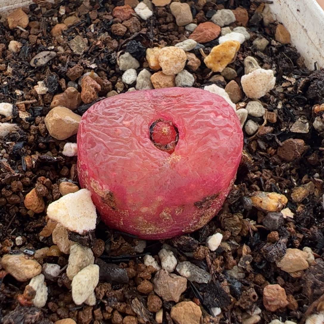 091多肉植物百科