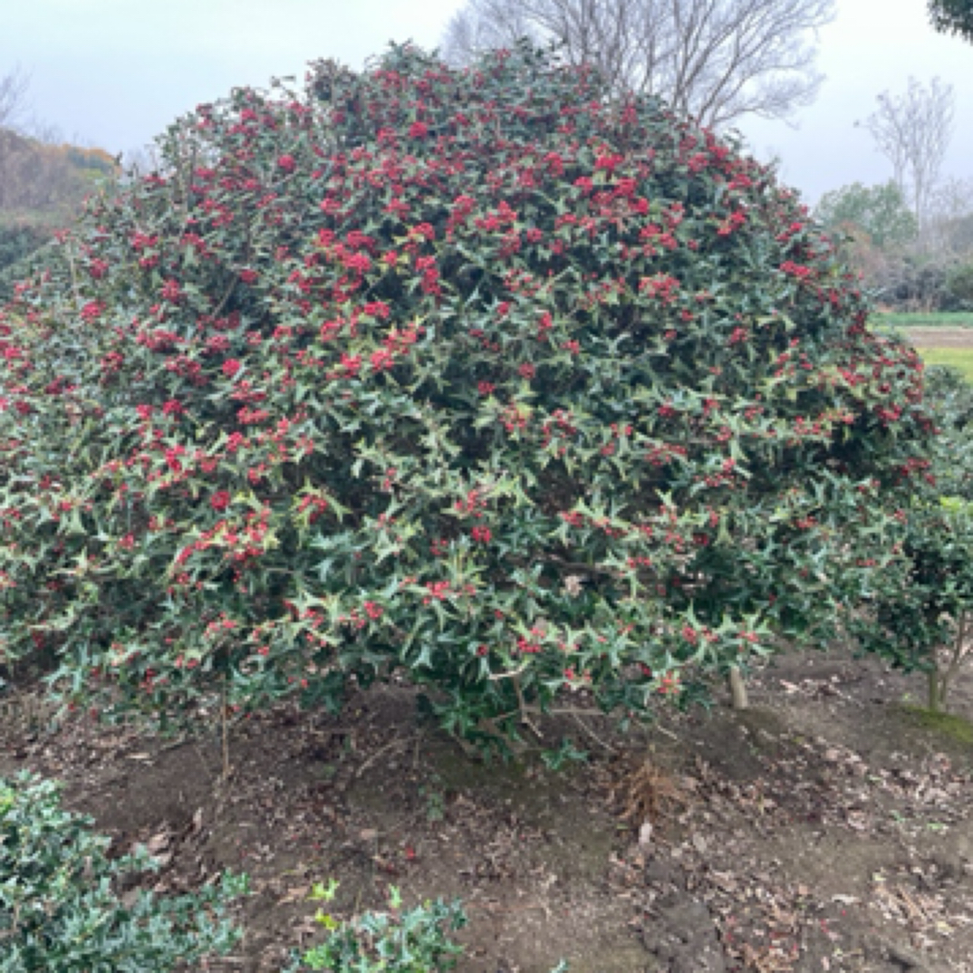有刺枸骨 又称八角刺 易种植 适合庭院别墅
