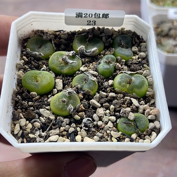 无花朵23、水晶鞋、、