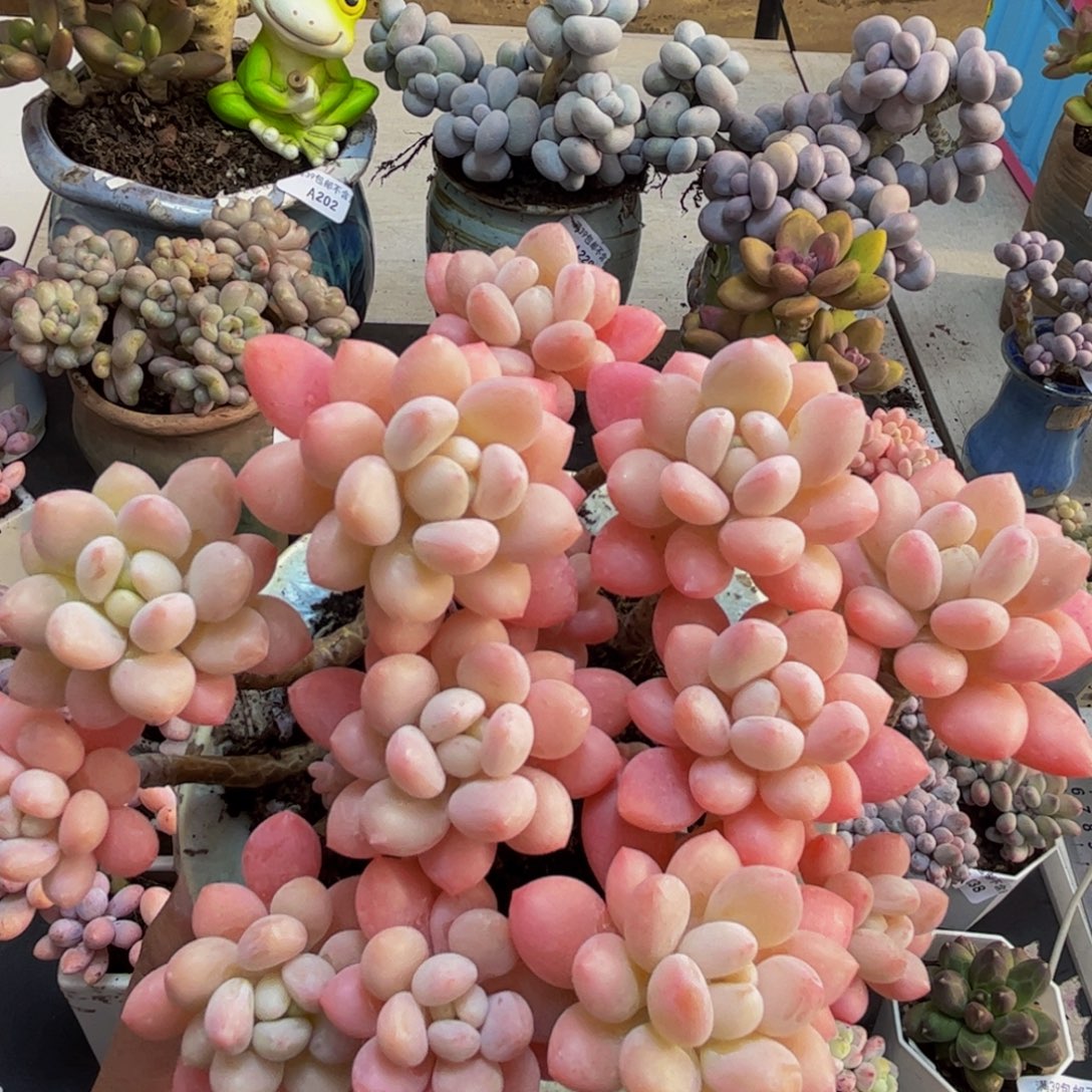 195/13cm鱼子酱多肉植物