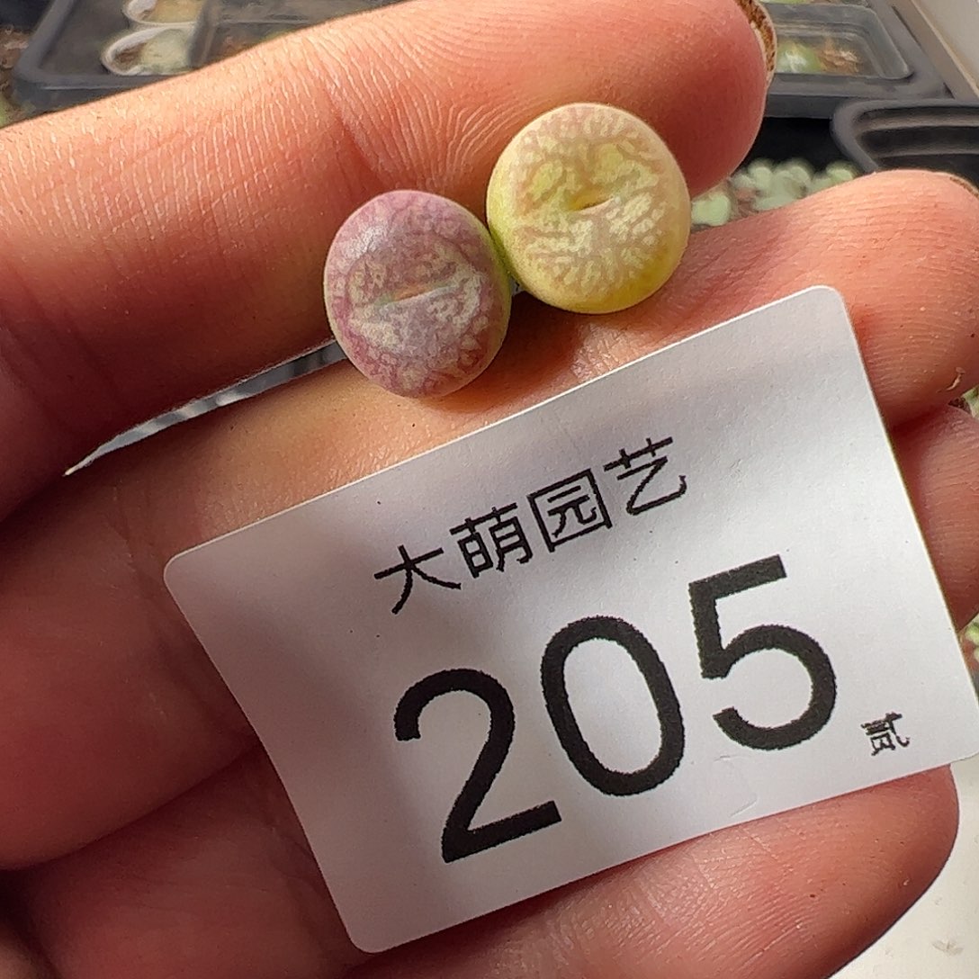 一物一拍。        205