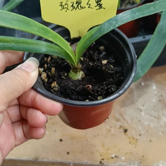 无花朵玫瑰之星1.5