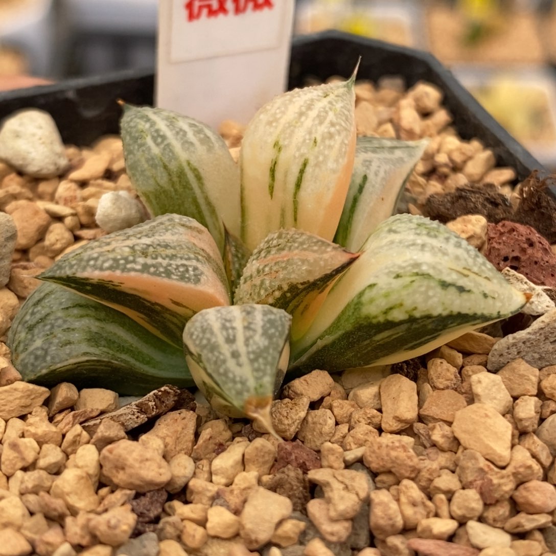 156GM452青蟹多肉植物