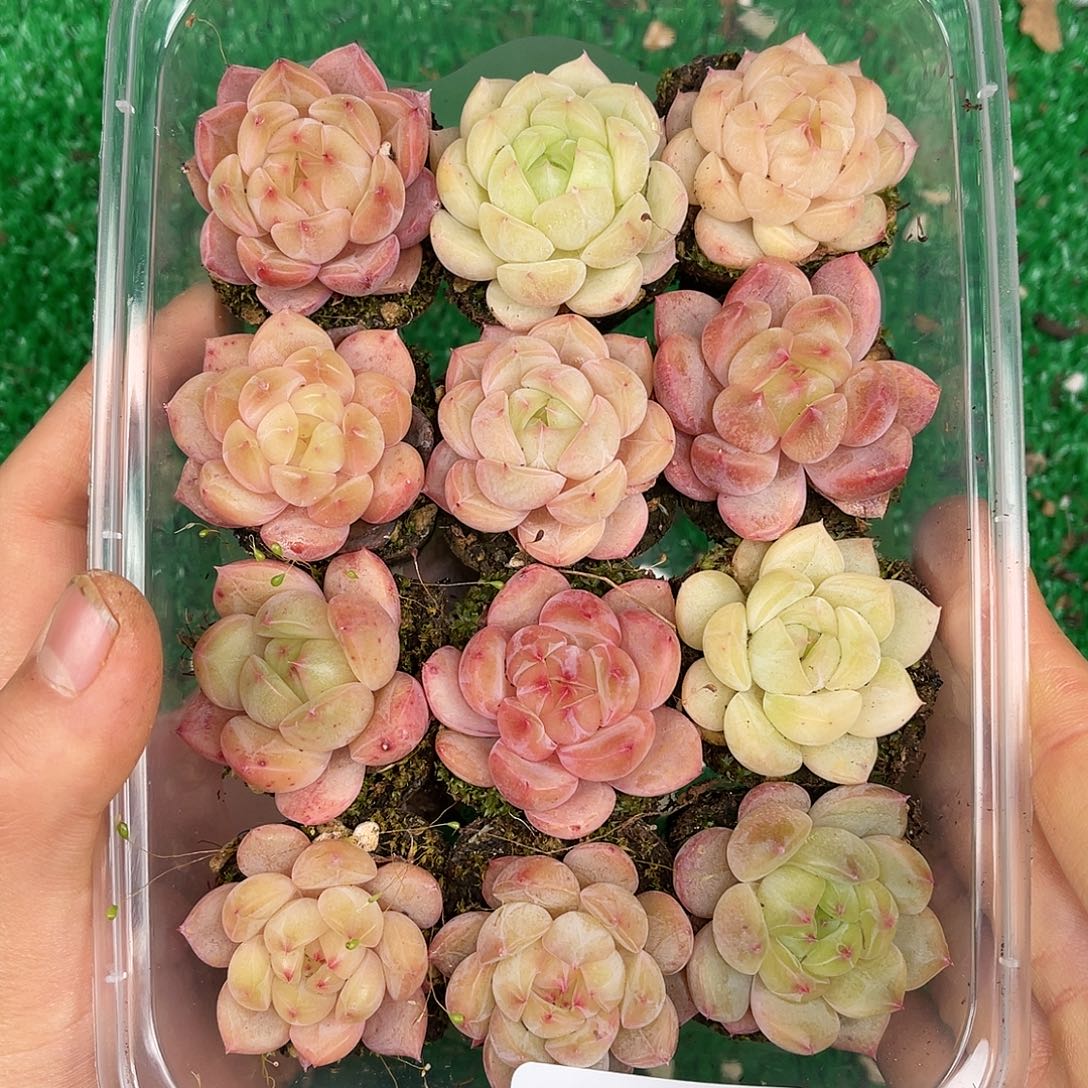 多肉一物一拍25-72