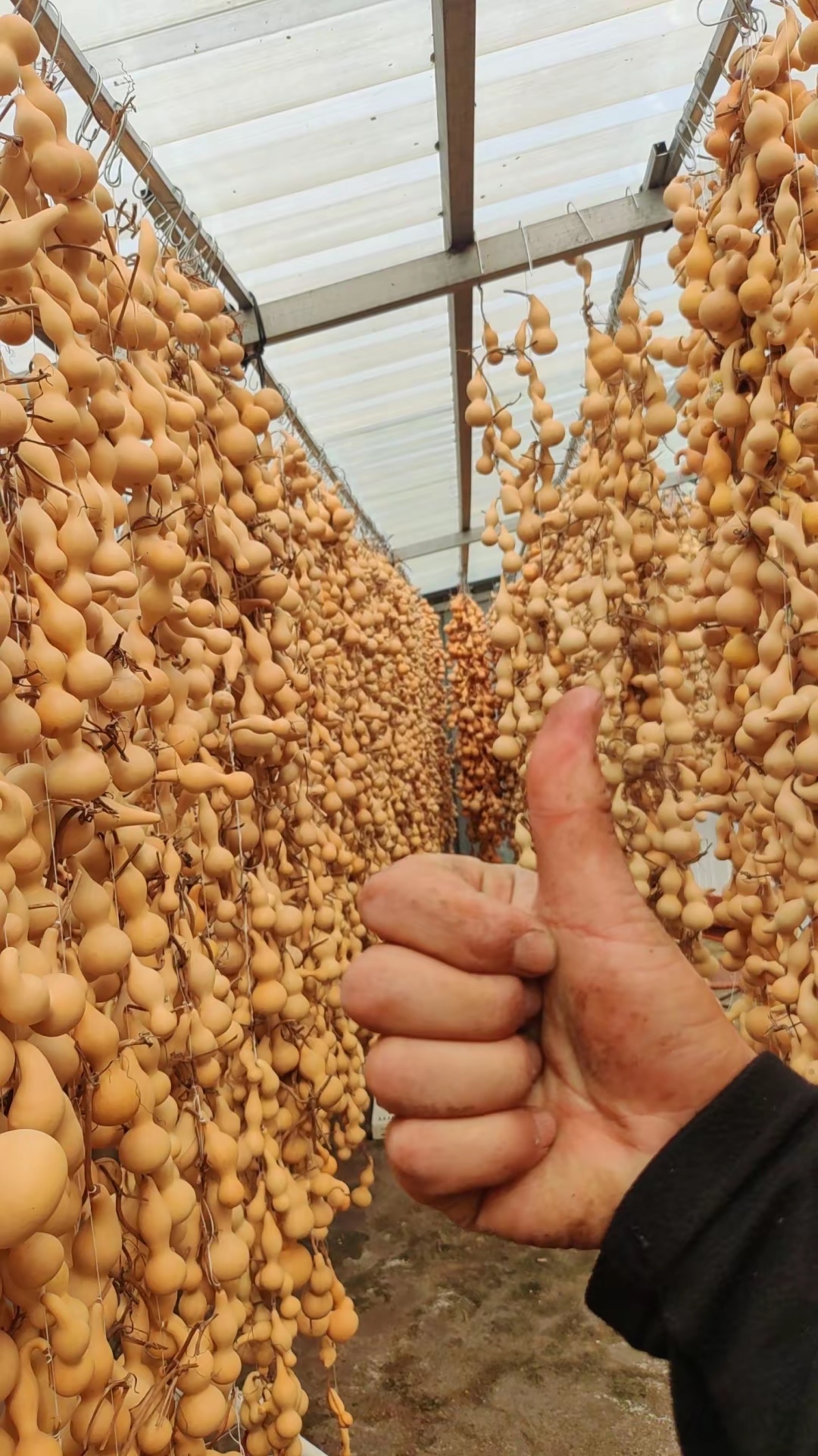 泰山葫芦天然本捻葫芦《一物一拍》《直播链接》私拍不发