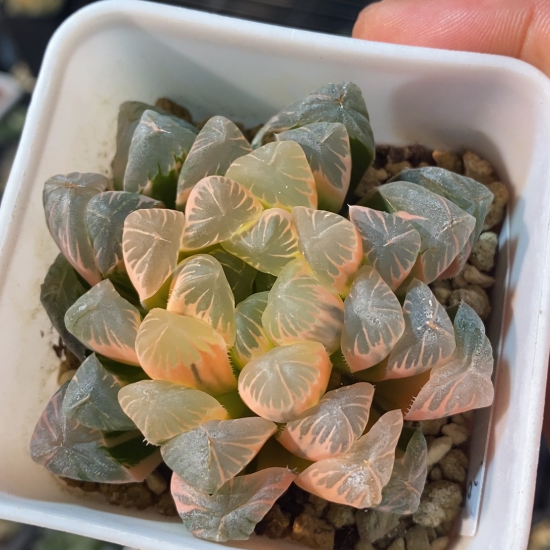 一颗实生糊斑玉露锦 开播福利