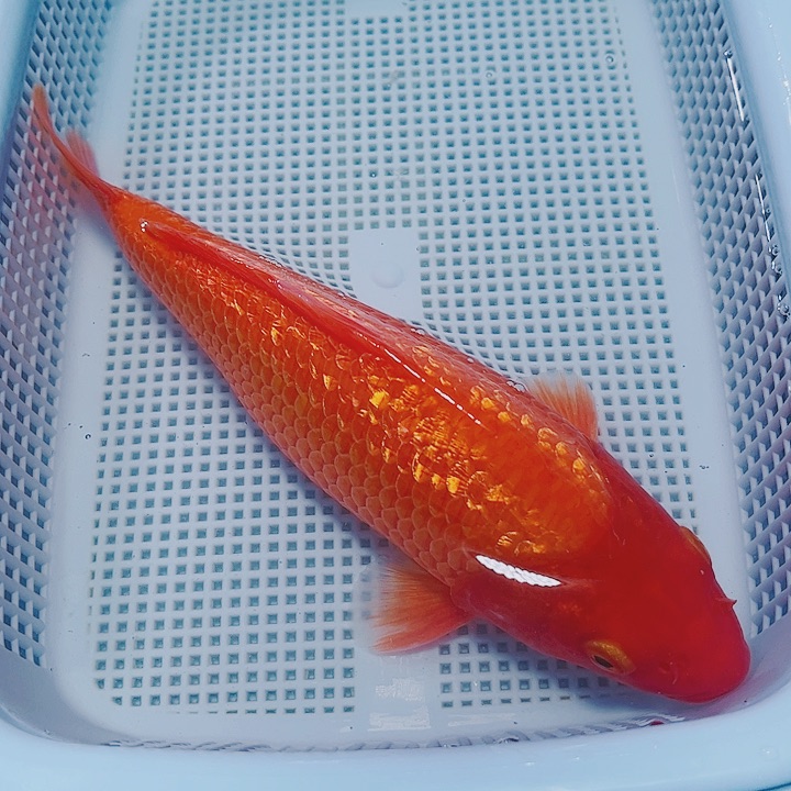 海水鱼锦鲤观赏鱼192
