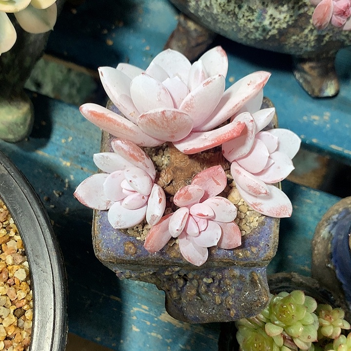 雪莲自然群一体无砍