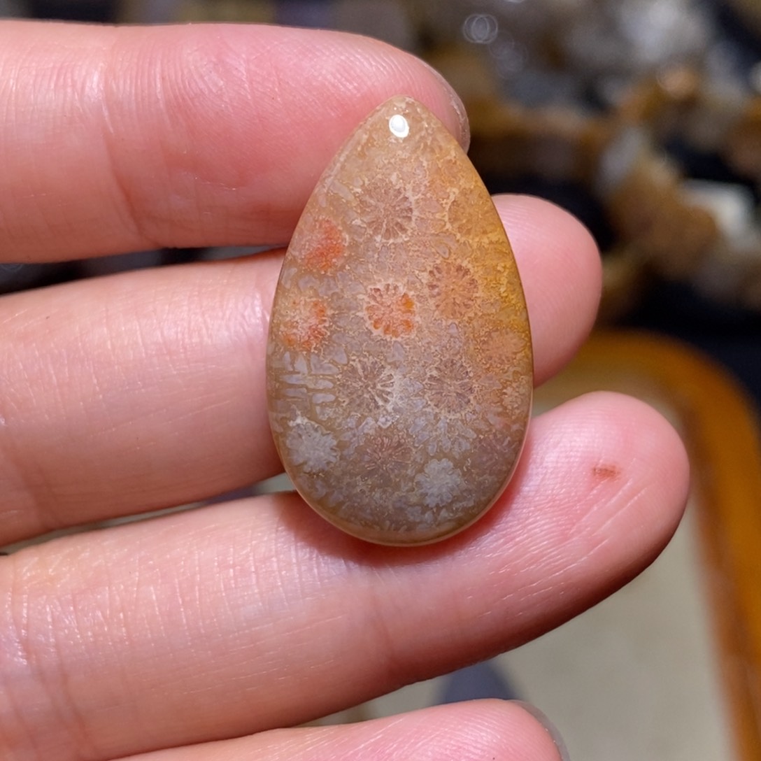 【闪购商品】硅化玉珊瑚玉未镶嵌