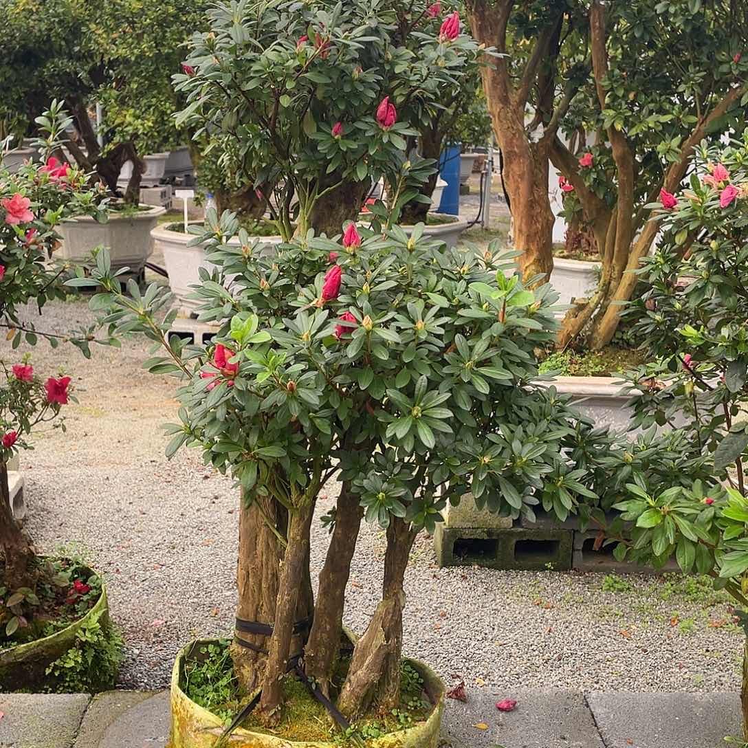 完全开放杜鹃花不包邮