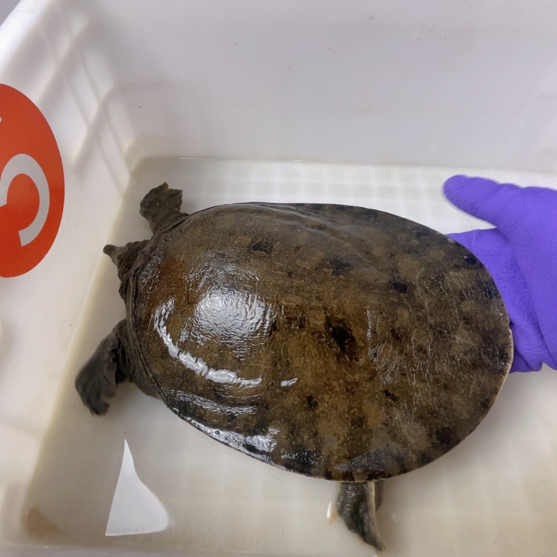 中国大陆鲜活甲鱼顺丰包邮