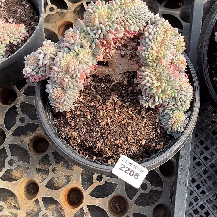 阿雅园艺。      2208白胖子缀