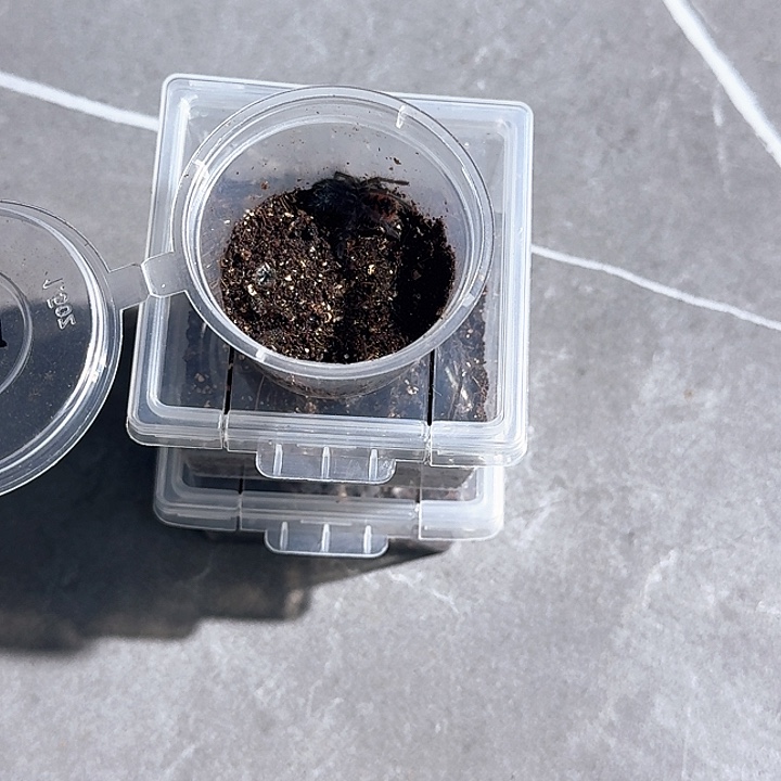 跳蛛黑袖苗子 公母未分