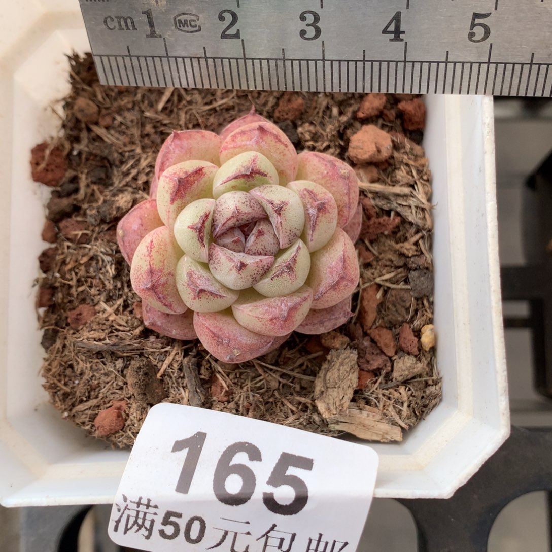 165。赤水晶。血斑脸。