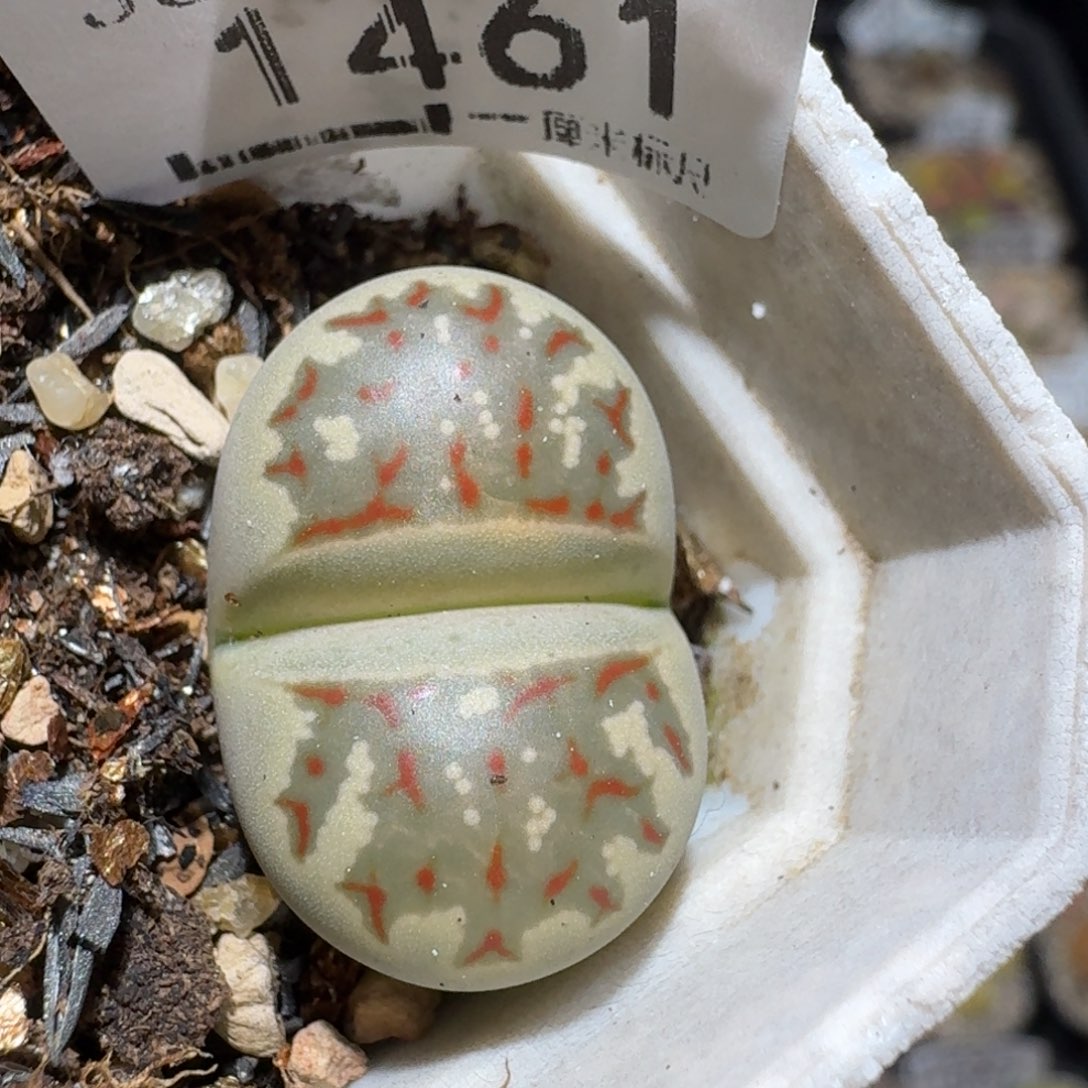 Zzz生石花肉锥1461