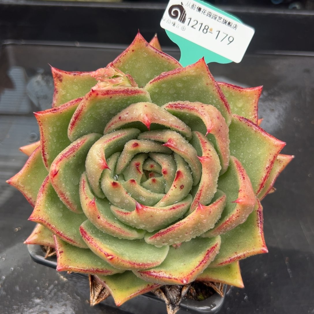 从前慢花园多肉编号1218-179
