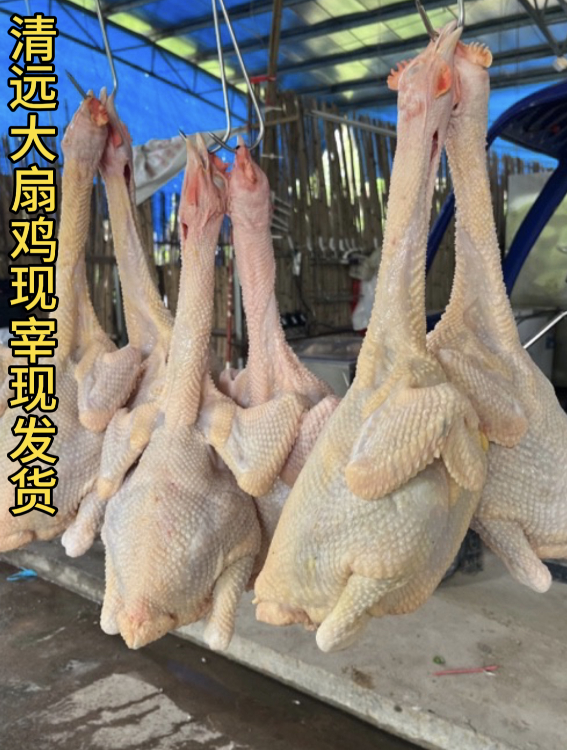 5-5.5斤清远大扇鸡300多天.新鲜宰好发货.包邮到家