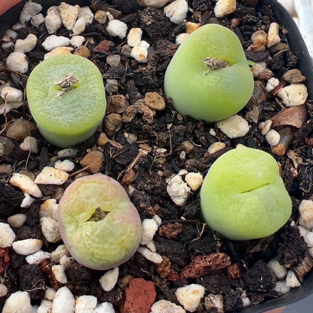 12.7好看的多肉脱土发货360