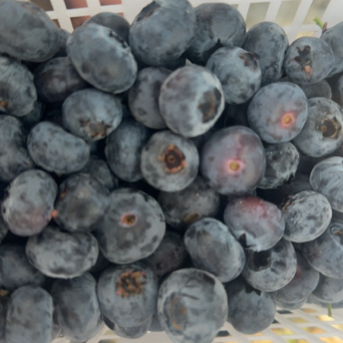 25号【玫瑰花香蓝莓】8盒特果18＋ 100g每盒新鲜蓝莓水果 