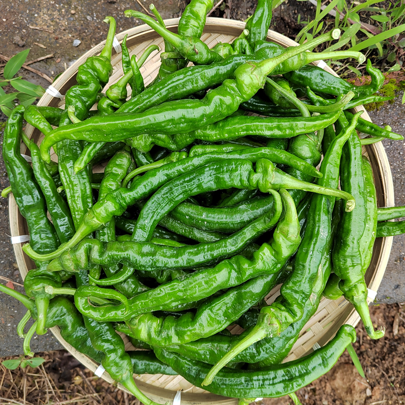 湖南新宁农家自种薄皮皱皮辣椒新鲜虎皮青椒超辣中辣微辣现摘现发