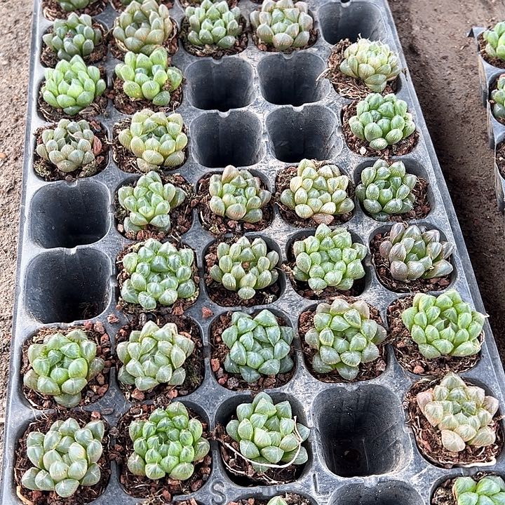 50孔玉露5颗随机量拍