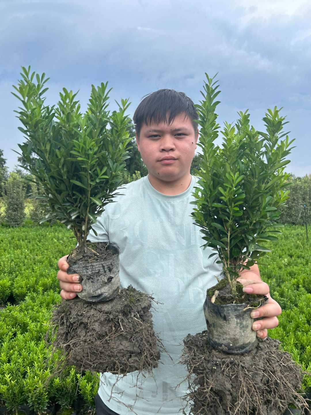（小益）雀舌黄杨自家苗场，现挖现发