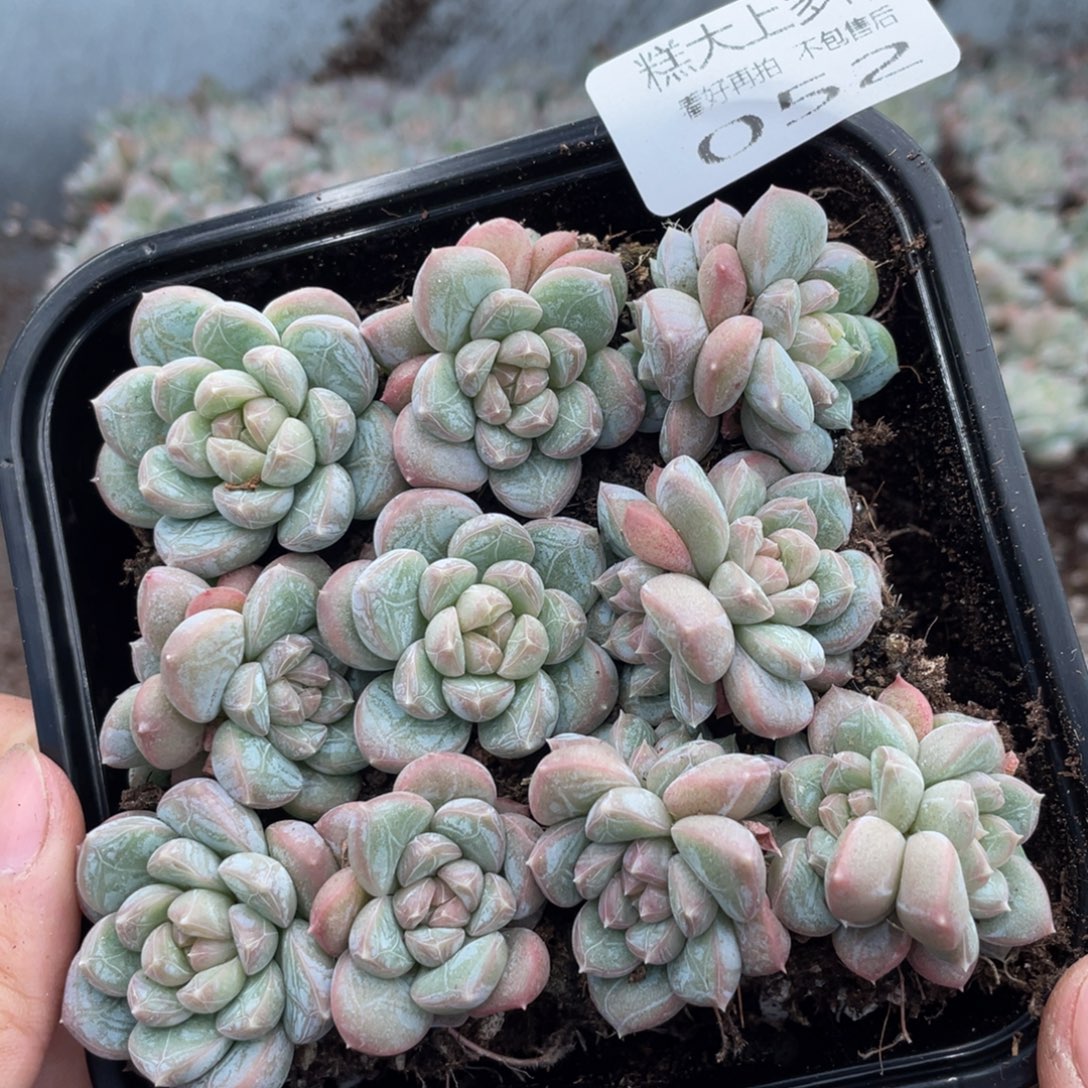 糕大上多肉植物52