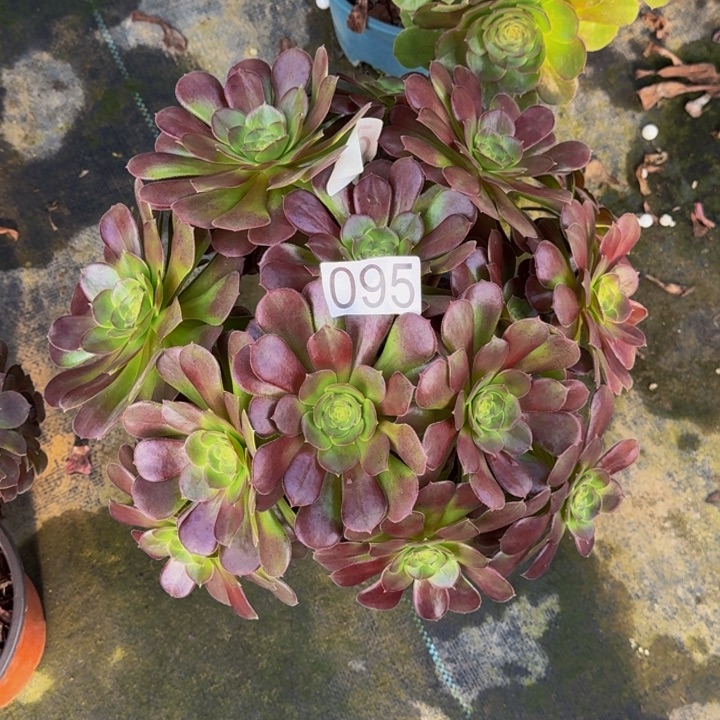 恬***雨0000000000095荷兰玫瑰