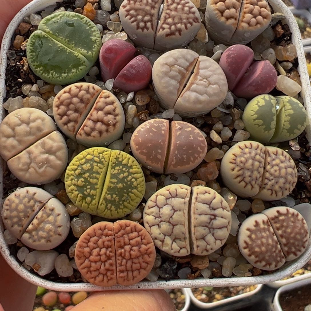 编号组合多肉植物带盆