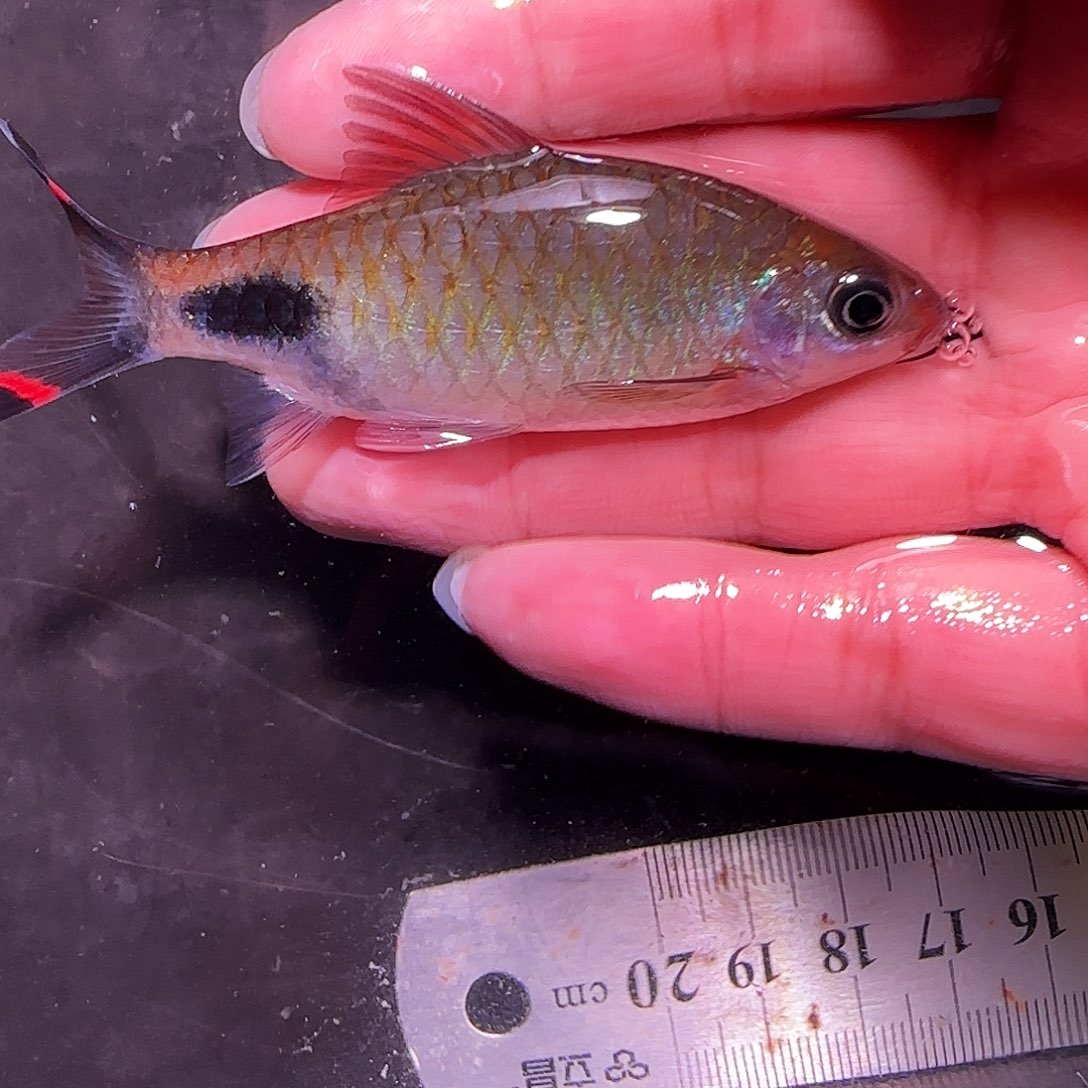 灯科鱼红杂蓝141414