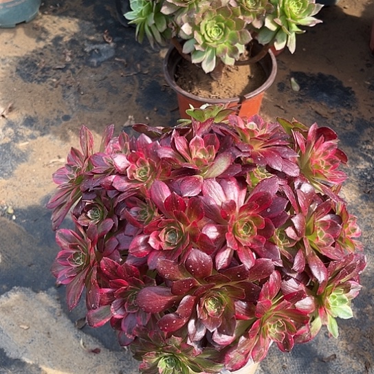 多肉植物安娜锦3