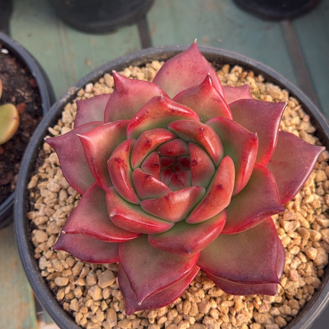 干吃美肉多肉植物