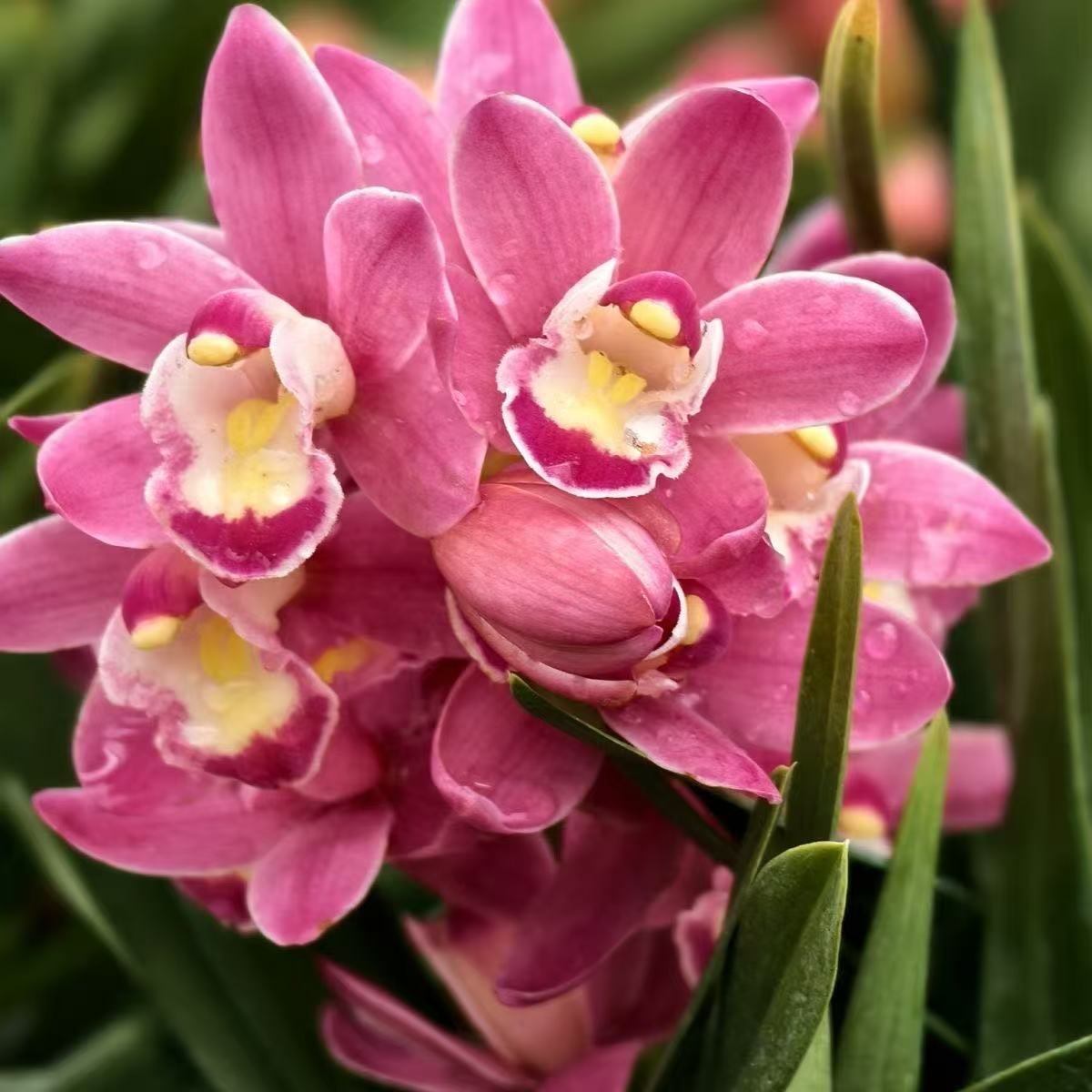 国兰名品【东方明珠带多花苞】室内外高端精品兰花香味浓花期长好养