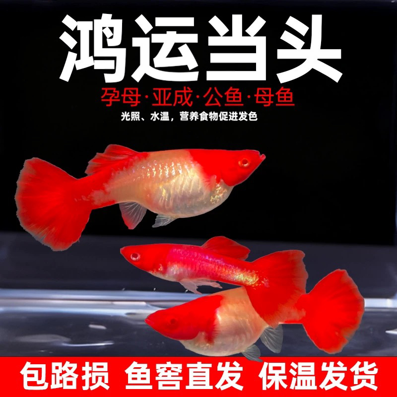 小型热带鱼淡水鱼观赏鱼孔雀鱼鸿运当头好养耐活（入缸后不包损）