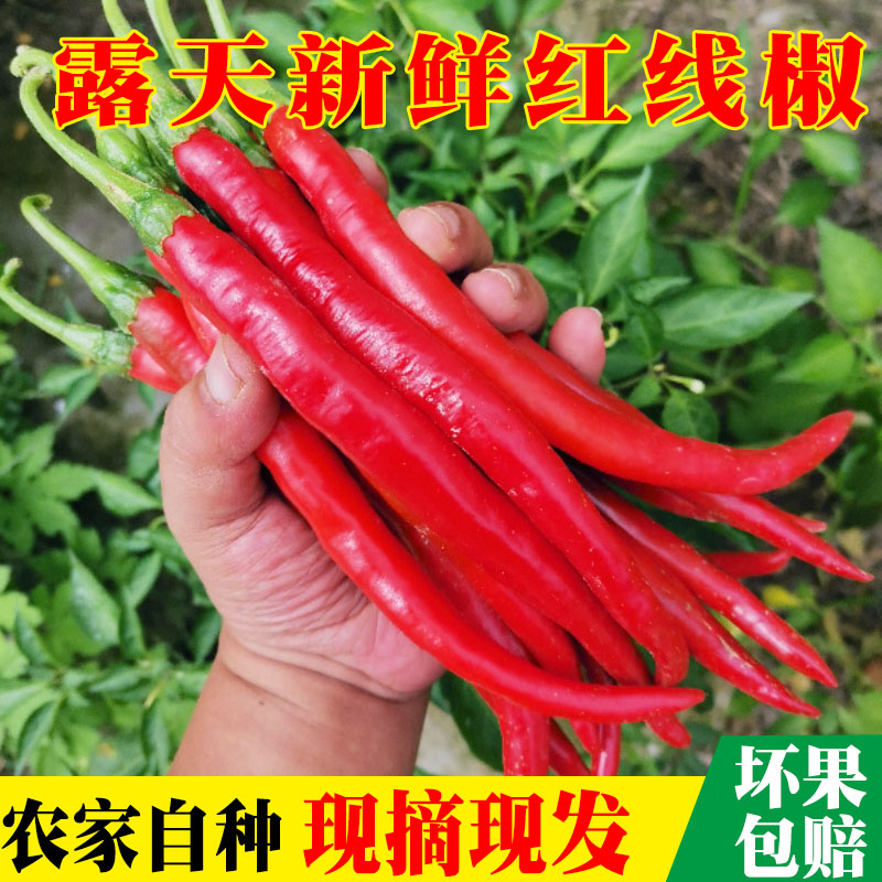 现摘农家自种新鲜二荆特辣红辣椒红线椒尖椒做剁辣椒蔬菜