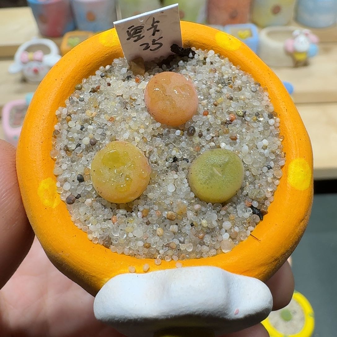 红陶蘑菇487空卡