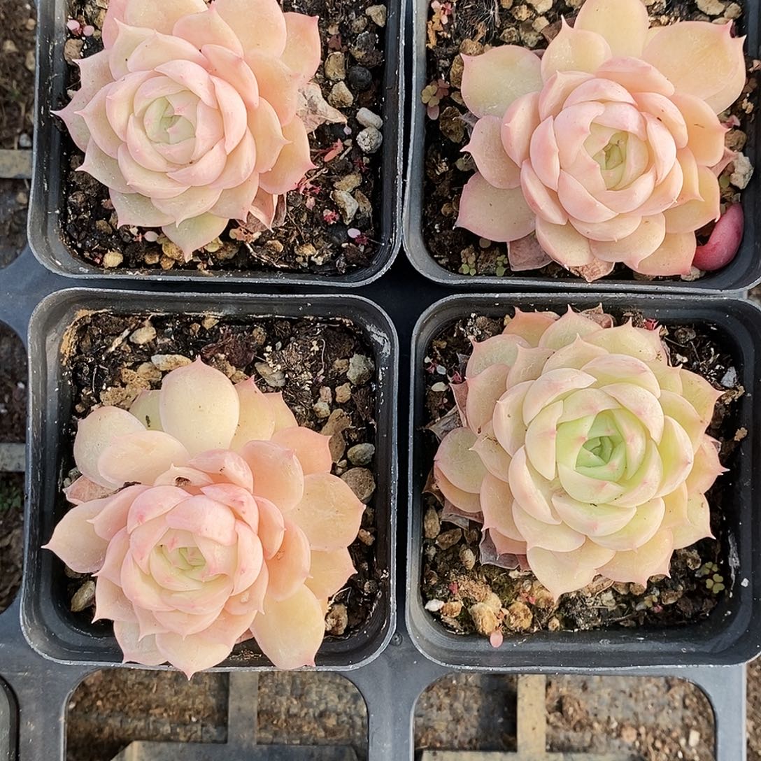 昂斯诺量拍满9.9包邮