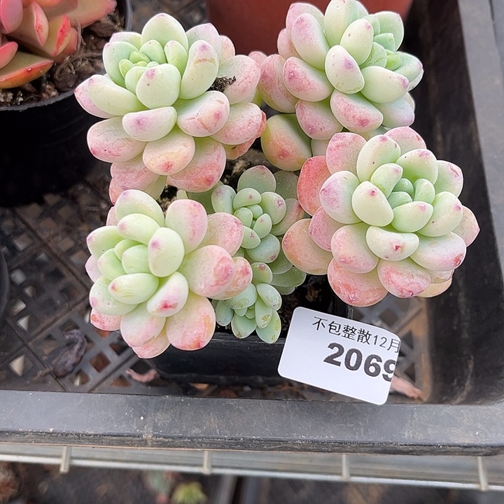 阿雅园艺。      2069劳尔