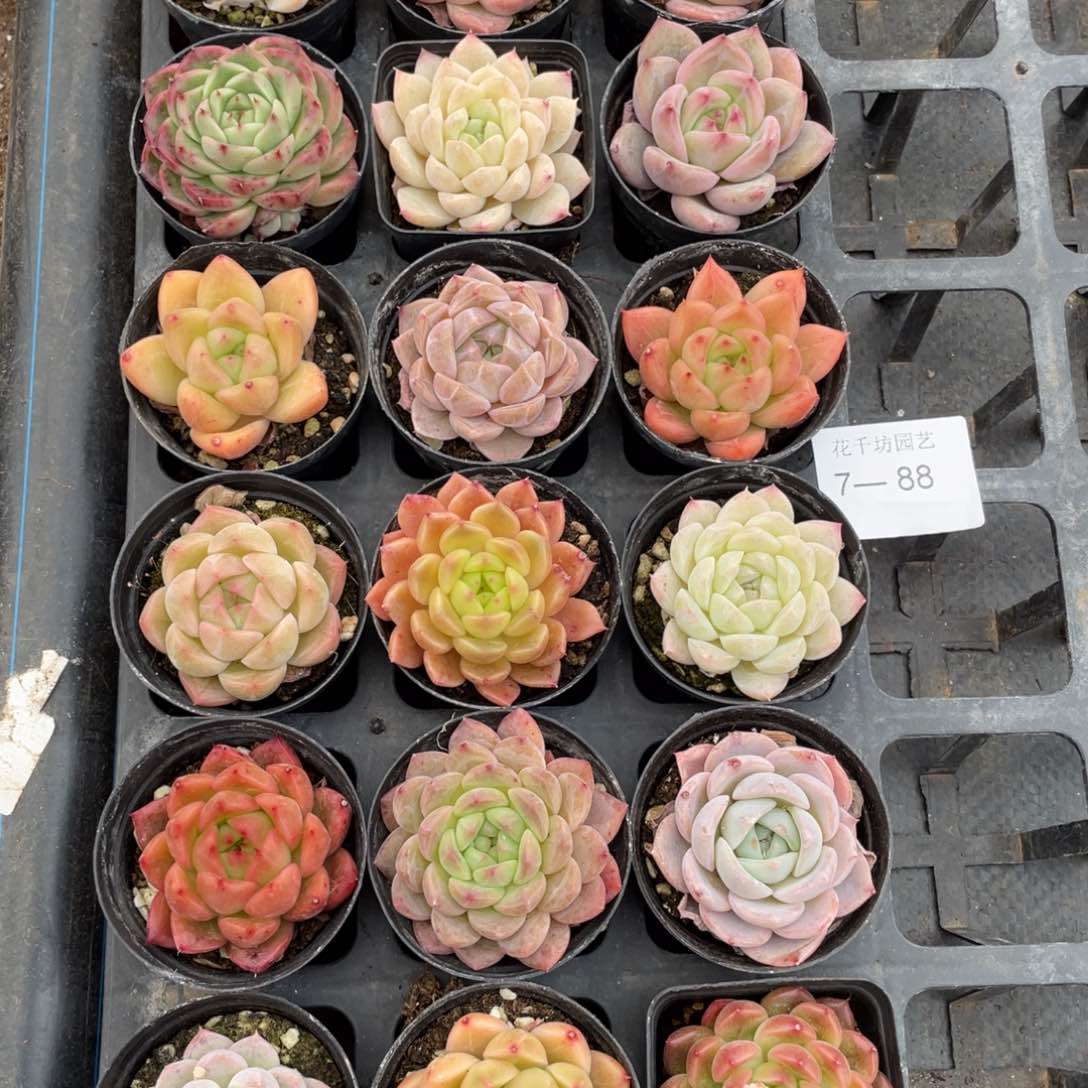 一物一拍18棵7-88