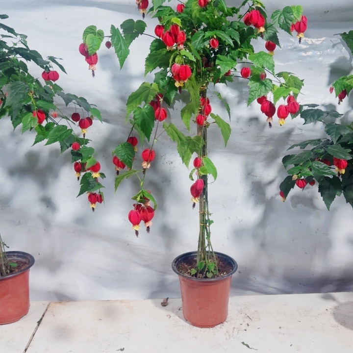 张***小完全开放补差5元小小