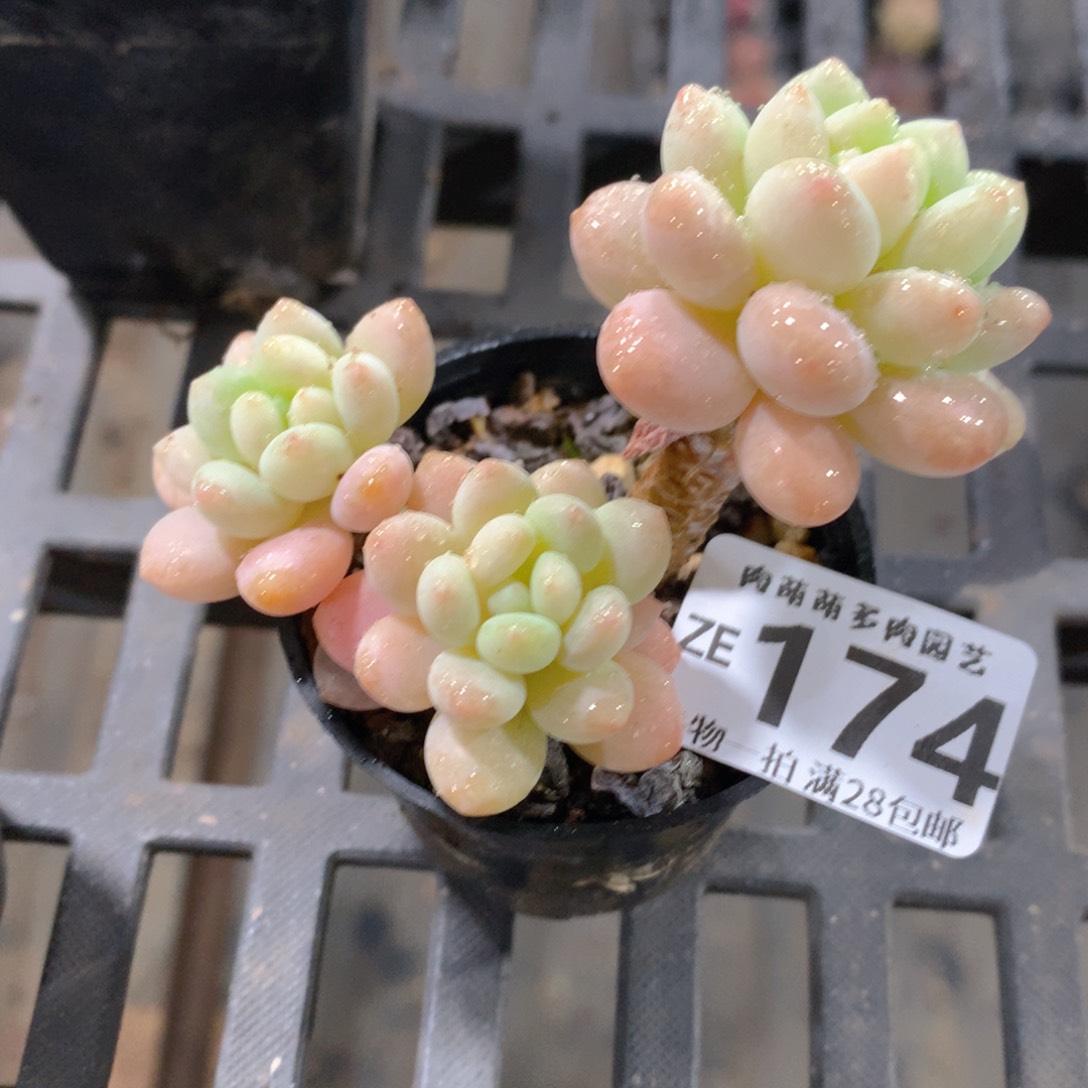 肉萌萌拇指盆精控多肉ZE174