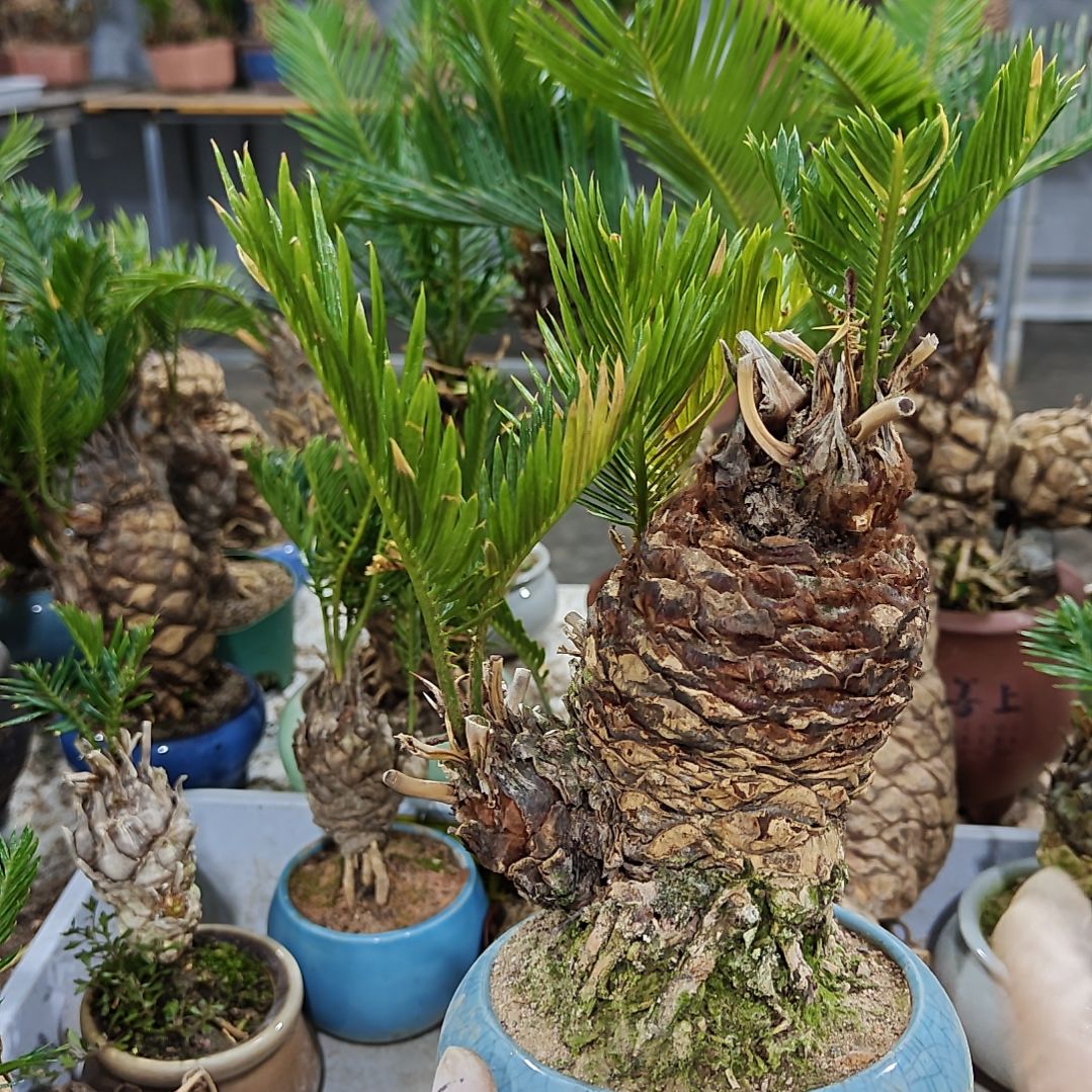 无花朵白鳞铁盆景基地直播间