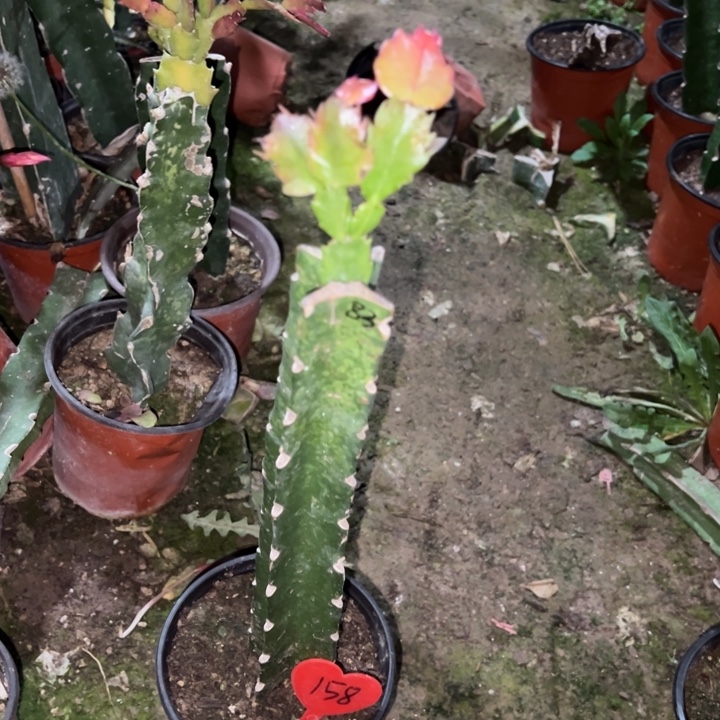 戒***糖当前无花栽培后可以开花083 158